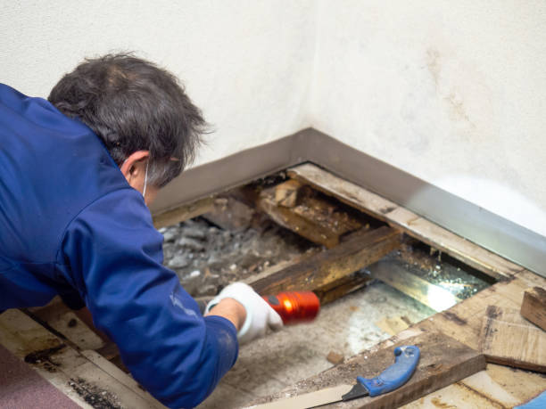 Best Home Mold Removal  in Deerfield, WI