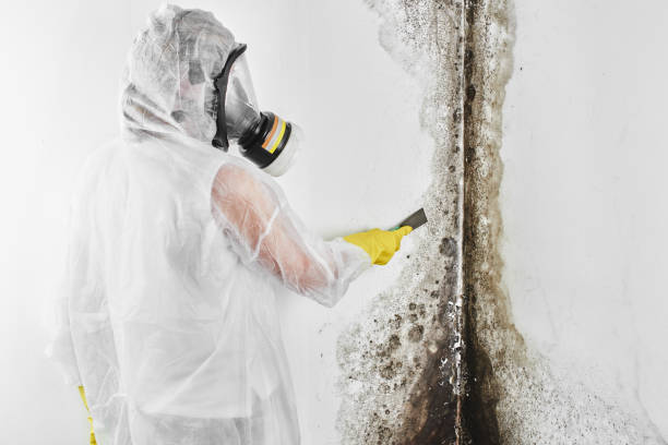 Best Mold Damage Repair  in Deerfield, WI