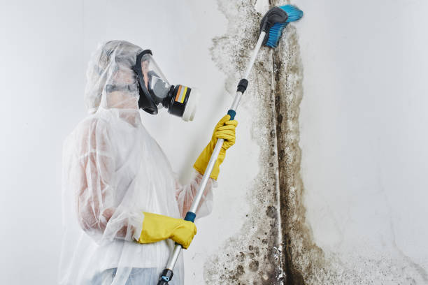 Best Attic Mold Removal  in Deerfield, WI