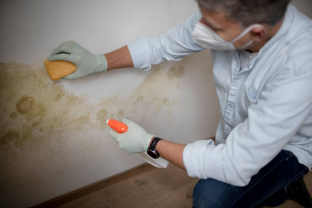 Best Mold Remediation  in Deerfield, WI