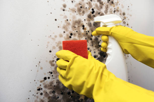 Best Crawl Space Mold Removal  in Deerfield, WI